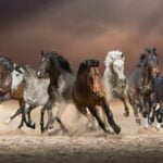 KACPER 3D horses Wallpaper for wall Premium quality 3D PVC Coated Washable Wallpaper