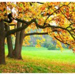 KACPER 3D TREE Wallpaper for wall Premium quality 3D PVC Coated Washable Wallpaper (customize