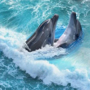 KACPER 3D Dolphin Wallpaper for wall Premium quality 3D PVC Coated Washable Wallpaper FISH