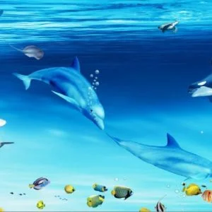 KACPER 3D DOLPHIN Wallpaper for wall Premium quality 3D PVC Coated Washable Wallpaper FISH