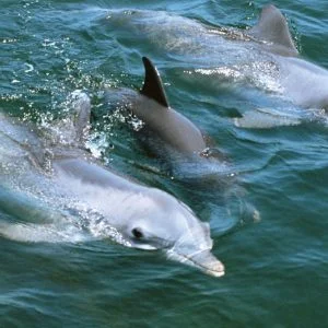 KACPER 3D DOLPHIN Wallpaper for wall Premium quality 3D PVC Coated Washable Wallpaper FISH