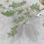 KACPER 3D LEAF Wallpaper for wall Premium quality 3D PVC Coated Washable Wallpaper