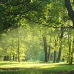 KACPER 3D TREE  Wallpaper for wall Premium quality 3D PVC Coated Washable Wallpaper