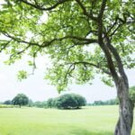 KACPER 3D TREE  Wallpaper for wall Premium quality 3D PVC Coated Washable Wallpaper